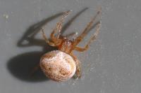 Araneus