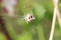Gibbaranea bituberculata