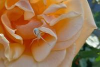 Misumena vatia