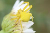 Thomisus onustus