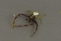 Misumena vatia