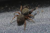 Ballus rufipes