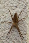 Pisaura mirabilis