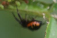 Synema globosum