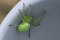 Micrommata ligurina