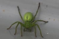 Micrommata ligurina