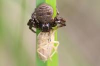 Xysticus