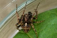 Gibbaranea bituberculata