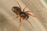 Dictyna uncinata