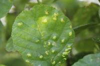 Acalitus brevitarsus