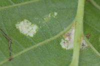 Acalitus brevitarsus