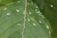 Acalitus brevitarsus