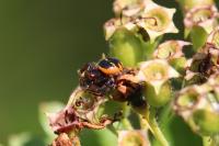 Synema globosum