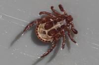 Dermacentor reticulatus