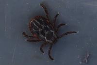Dermacentor reticulatus