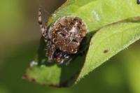 Agalenatea redii