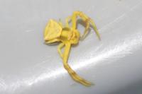 Thomisus onustus