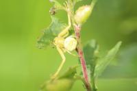 Misumena vatia