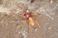 Dysdera
