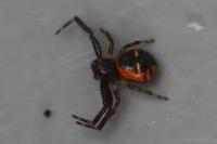 Synema globosum