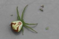 Ebrechtella tricuspidata