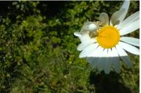 Misumena vatia