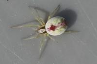 Nigma puella