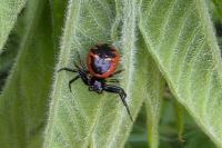 Synema globosum