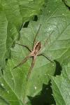Pisaura mirabilis