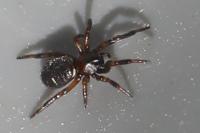 Asagena phalerata