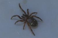 Asagena phalerata