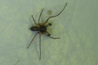 Philodromus dispar