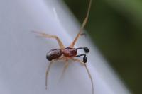 Neottiura bimaculata