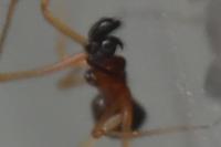 Neottiura bimaculata