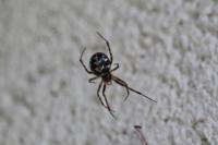 Steatoda triangulosa