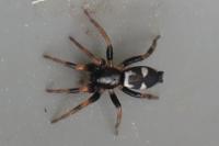 Kishidaia conspicua