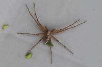 Philodromus