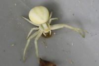 Misumena vatia