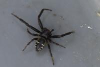 Synema globosum