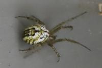 Mangora acalypha
