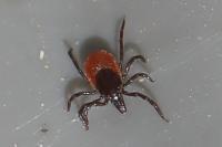 Ixodes ricinus