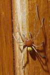 Cheiracanthium