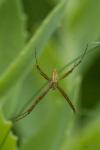 Argiope bruennichi