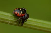 Synema globosum