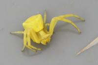 Thomisus onustus