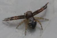 Synema globosum