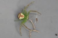 Ebrechtella tricuspidata