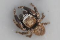 Evarcha arcuata