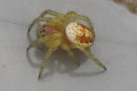Araniella