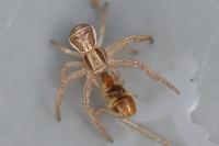 Xysticus ulmi